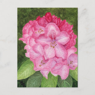 Rosa Azalea Art-vykort Vykort