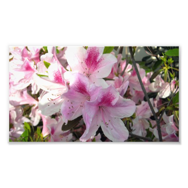 Rosa Azalea Blommigt Färg Fotography Prints Fototryck (Framsidan)