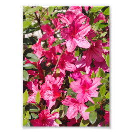 Rosa azalea-blommor fototryck
