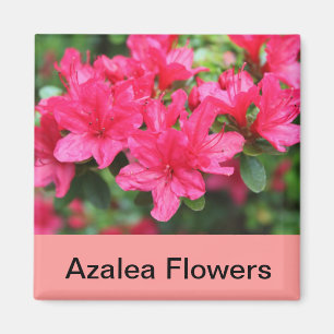 rosa azalea-blommor magnet