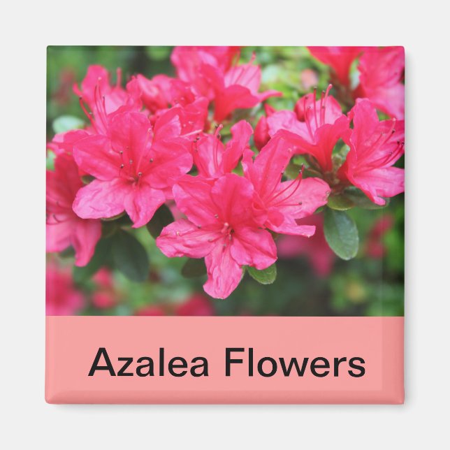rosa azalea-blommor magnet (Framsidan)