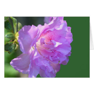 Rosa Azalea Blomsterfotografi Card OBS Kort