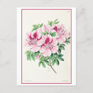 Rosa Azalea Botanical Illustration Vintage Vykort