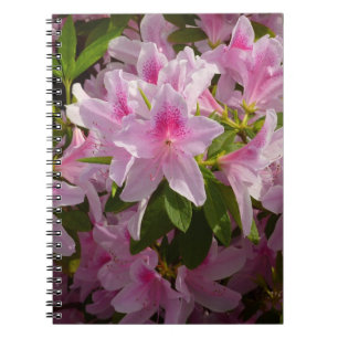 Rosa Azalea Bush Vår Blommigt Anteckningsbok Med Spiral