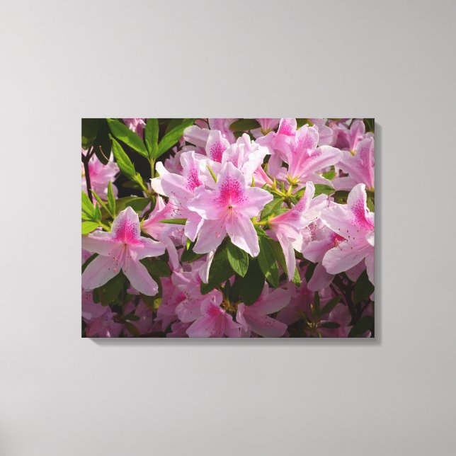 Rosa Azalea Bush Vår Blommigt  Canvastryck (Framsida)