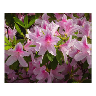 Rosa Azalea Bush Vår Blommigt Fototryck