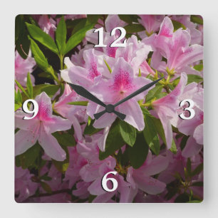 Rosa Azalea Bush Vår Blommigt Fyrkantig Klocka