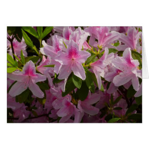Rosa Azalea Bush Vår Blommigt Hälsningskort
