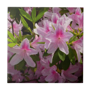 Rosa Azalea Bush Vår Blommigt Kakelplatta