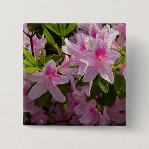 Rosa Azalea Bush Vår Blommigt Knapp
