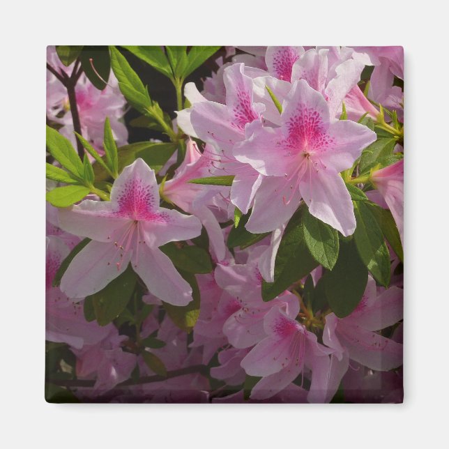 Rosa Azalea Bush Vår Blommigt  Magnet (Framsidan)