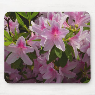 Rosa Azalea Bush Vår Blommigt Musmatta