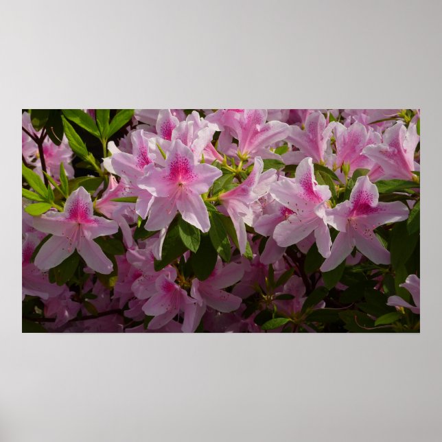 Rosa Azalea Bush Vår Blommigt  Poster (Framsidan)