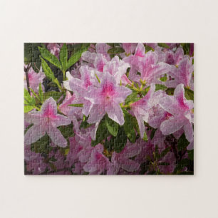 Rosa Azalea Bush Vår Blommigt Pussel