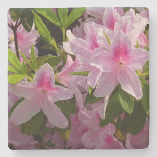 Rosa Azalea Bush Vår Blommigt Stenunderlägg