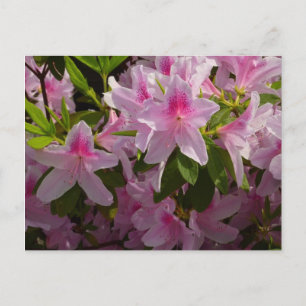 Rosa Azalea Bush Vår Blommigt Vykort