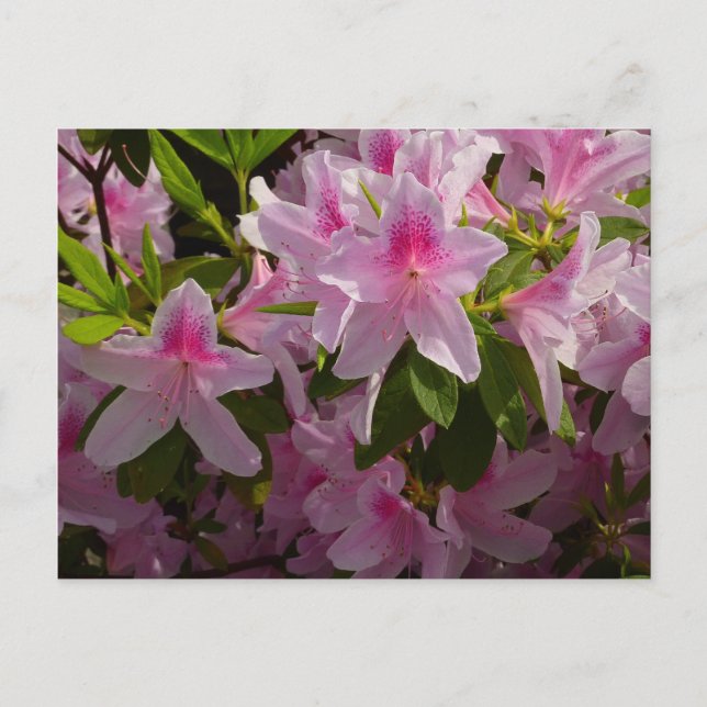 Rosa Azalea Bush Vår Blommigt  Vykort (Framsida)