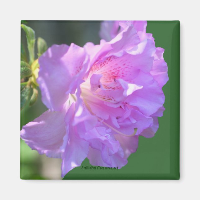 Rosa Azalea Flower Photo Magnet (Framsidan)