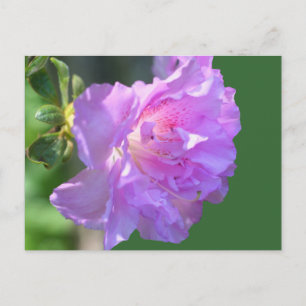 Rosa Azalea Flower Photo Postcard Vykort