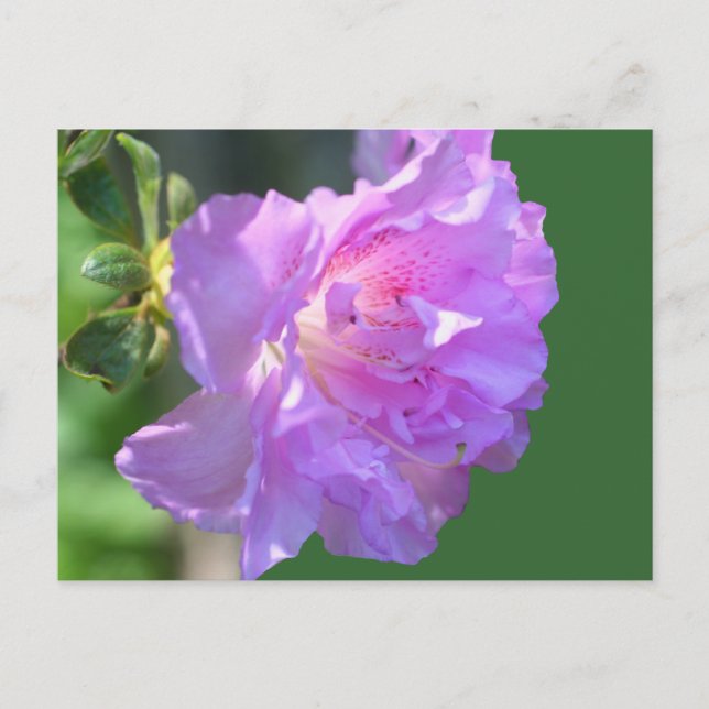 Rosa Azalea Flower Photo Postcard Vykort (Framsida)