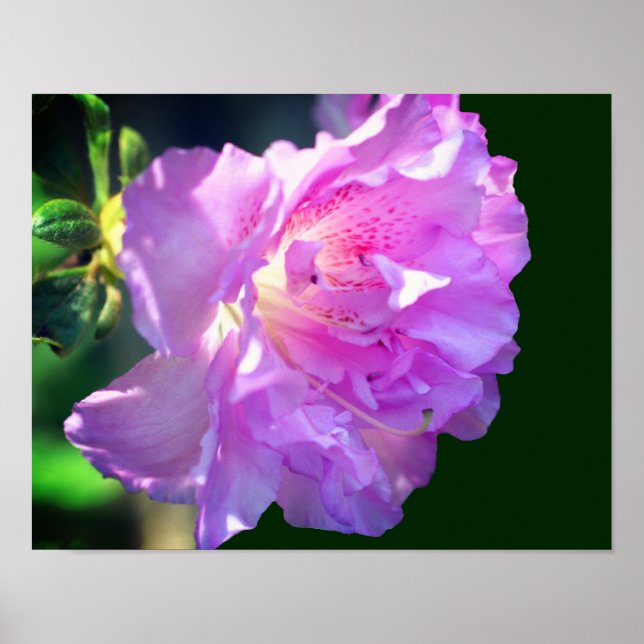 Rosa Azalea Flower Poster (Framsidan)
