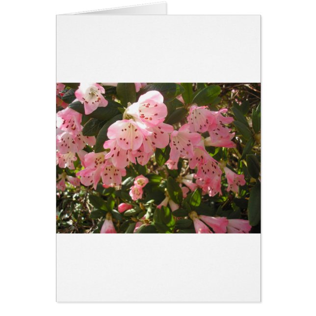 Rosa Azalea Flowera Hälsningskort (Framsidan)