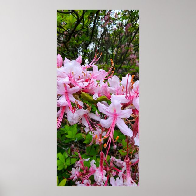 Rosa Azalea Flowers Poster (Framsidan)