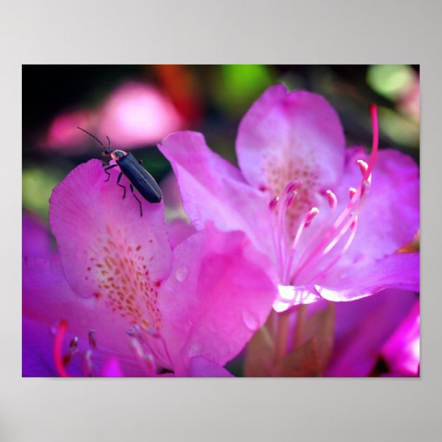Rosa Azalea Flowers Visiting Firefly Insekt Poster (Framsidan)