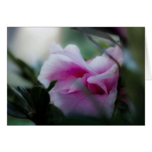 Rosa Azalea-hälsningskort Hälsningskort