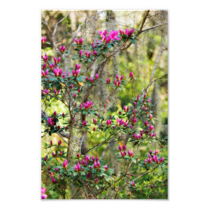 Rosa Azalea i knopp Fototryck