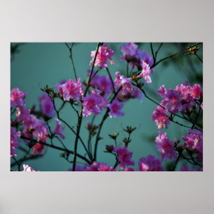 Rosa Azalea och menande Poster