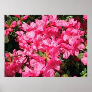 Rosa Azalea Poster