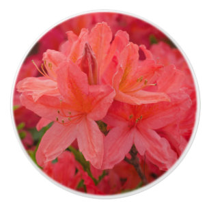 Rosa Azalea Rhododendron Flowers Knopp