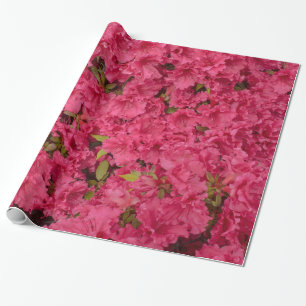 Rosa Azalea som slår in papper Presentpapper