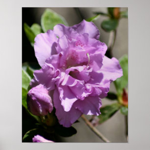 Rosa Azalea Vår Flower Poster