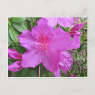 Rosa Azalea Vykort