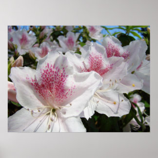 Rosa azaleablommor Blommig konsttryck Inramad Poster
