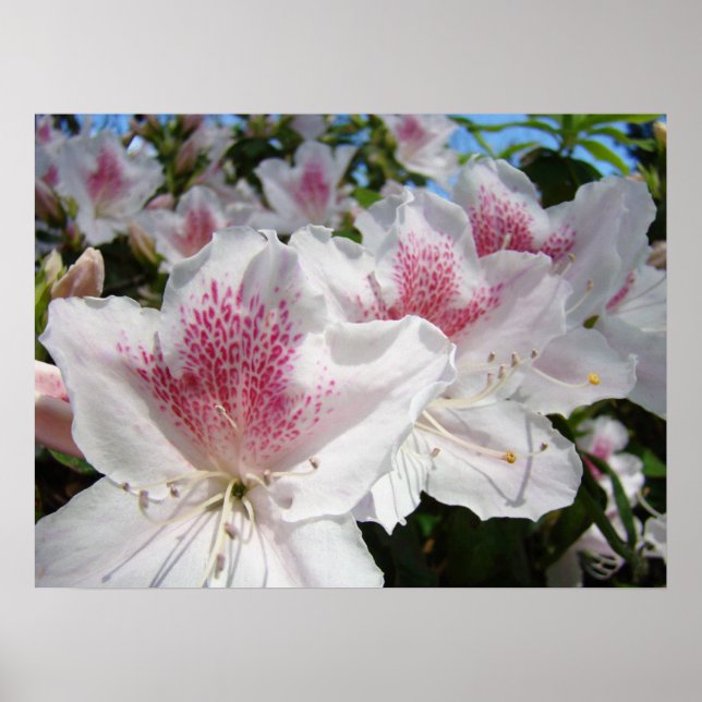Rosa azaleablommor Blommig konsttryck Inramad Poster (Framsidan)