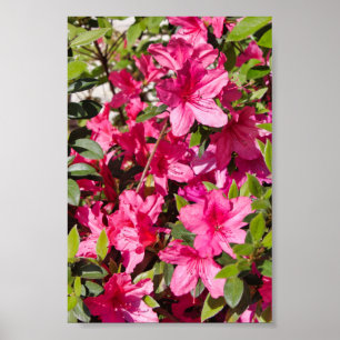 Rosa azaleablommor poster