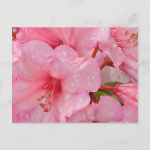 Rosa azaleablommor vykort