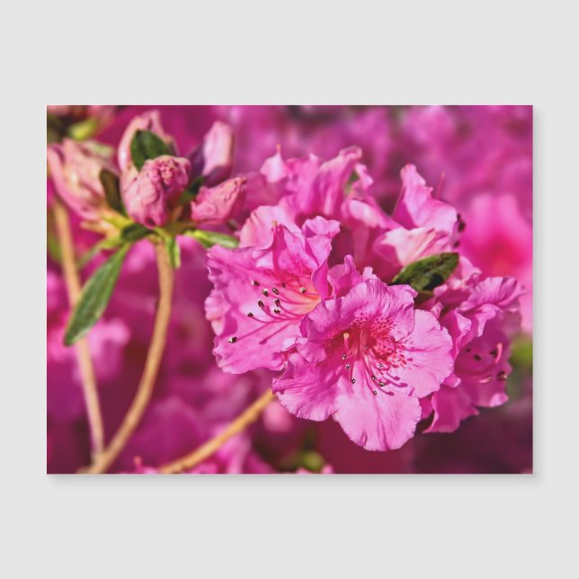 Rosa Azaleas (Framsida)