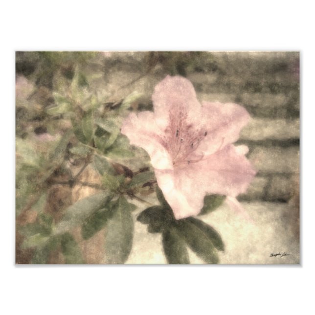 Rosa Azaleas 1 Vintage Fototryck (Framsidan)