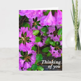 Rosa Azaleas-blommor, juvelrygg Kort