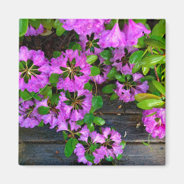Rosa Azaleas-blommor, juvelrygg Magnet