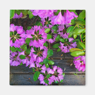 Rosa Azaleas-blommor, juvelrygg Magnet