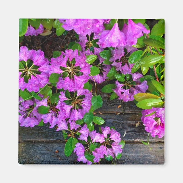Rosa Azaleas-blommor, juvelrygg Magnet (Framsidan)