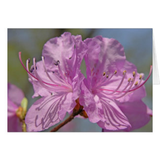 Rosa Azaleas Hälsningskort