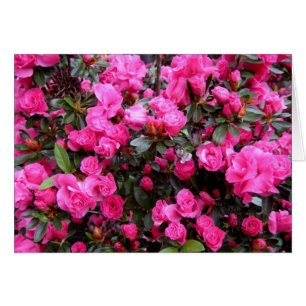 Rosa Azaleas Hälsningskort