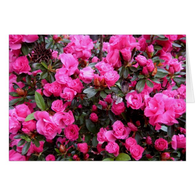 Rosa Azaleas Hälsningskort (Framsidan Horizontal)