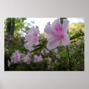 Rosa Azaleas i Springtime Poster